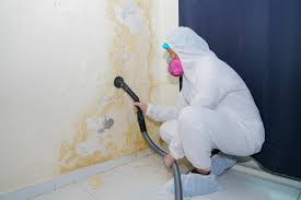 Reliable Dovesville, SC Mold Removal & Remediation Solutions